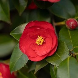 Golden Bloom Red Hybrid Camellia Red Flower Live Plant Rare Hybrid (Plant Height 1-1.5 Feet) Live Flower Plant for Home garden Indoor Outdoor Shrubs Tree-image-63