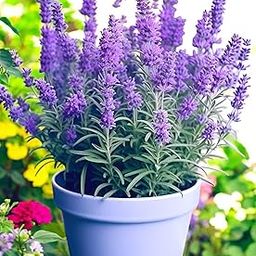Hidden Enterprise-Wonderful All Season Purple Lavender Flower Tree Healthy Live Plant For Home Garden Outdoor Indoor plant Blooms All Year 12 Month Flowering-image-77
