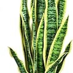 The Green Beach Live Yellow Snake Plant/Air Purifier Plant/Indoor Plant (1 Live Healthy Plant-image-95