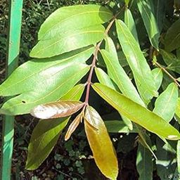 Shubham Nursery Arjuna Live Plant-image-70