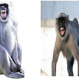 Langur Poster 2 pcs - Good to get rid Off from Monkey Size 3x3 feet Each Poster with Gulel and Marble Ball Birds' Park-image-47
