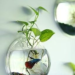 Wall Hanging Fish Bowl Acrylic White Colour with Free Money Plant and Color Stones (9Inch)(White)(Standard Size)-32
