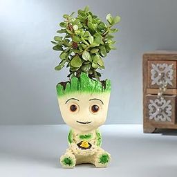 FlowerAura Air Purify Live Indoor Good Luck Jade Plant In Groot Pot For Living Room, Bedroom, Table Decor, Home/Office Decor, Birthday Gift, Anniversary Gift, Environment Day Gift-image-62
