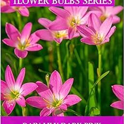 Udanta Rain Lily - Zephyranyhus Bulbs For All Season - Pack Of 5 Bulbs (Dark Pink) (Set OF 2 Pkt)-image-20