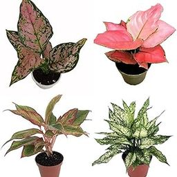 UGALOO Aglaonema Red Green Pink Lipstik Pack of 4 Plant Indoor Live Plant with Pot-9