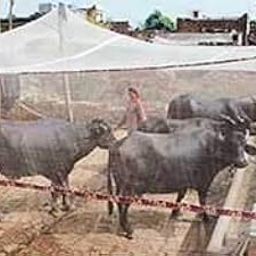 Anaya Retailers Mosquito Net HDPE Animal Mosquito Nets for Cow/Buffalo 25 x 20 x 8 cm-29