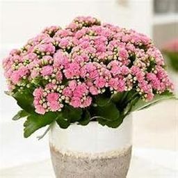 Greenursery Combo Live 2 Healthy Kalanchoe Grafted Double Petal Flower Indoor Plant Fresh Variety for Office and Garden with Pot (White & Magenta)-image-18