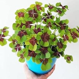 Radha Krishna Agriculture® Imported Veriety Oxalis triangularis plant Flower Bulbs mix color Flower bulbs For Home Garden pack of 2 bulbs-image-50