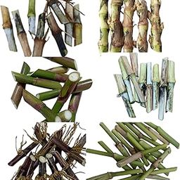 Super Napier (40 Piece)| White German (20 Piece)| Dwarf Napier (10 Piece)| Australian Red Napier (10 Piece)| Jumbo Napie (10 Piece)| Water King Napier (10 Piece) Total (100) for Cultivated Plants-image-53