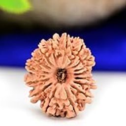 FOREVER Gems Nepali 16 Mukhi Rudraksha: Original, Highly Precious, Blessed Bead, Brown Color, 16 Face-20