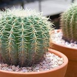 Greenursery Barrel Cactus Indoor Succulent Plant For Home and Garden with Pot (Pack of 1) (Feather Cactus)-image-33