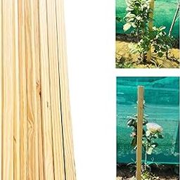 Natural SYP Wood, 2-feet Plant Support Sticks, (Pack of 20), Dimensions: 60 cm x 25 mm x 10 mm-image-32
