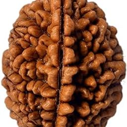 Natural 2 Mukhi Rudraksha (2 Face Rudraksha) Lab Certified Rudraksha, Two Face Rudraksha-21
