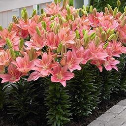 Plantogallery Lilium Pink Flower Bulbs - Pack Of 2 Bulbs-image-52