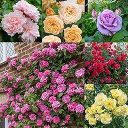 Ritz Farming® Climbing Rose Imported Flower Seeds for Your Home and Gardening Pack Of 80 To 100 seeds (MIXEDCOLOR)-image-88