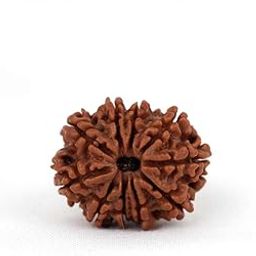 Mukhi/Faced Nepali Rudraksha | Natural & Certified | Astrological Mukhi/Faced Rudraksha | Positive Effect | Unisex Both for Men & Women (10- Mukhi Rudraksh)-image-26