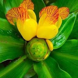 Insulin Live Plant Original for Diabetes/Live Medicinal/Costus Igneus/Ayurvedic Plants for Diabetes |Balcony Garden | Medicinal Leaves|Chamaecostus Cuspidatus/Outdoor(pack of 1) A_2-image-32