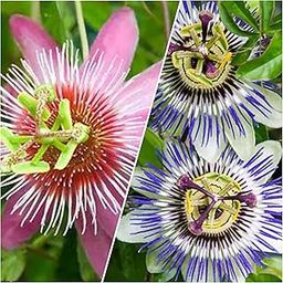 2 Robust Passion Flower Plants with Intense Fragrance Blue & red Colours-image-99