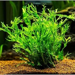 generic Moss and More - Exotic JAVA FERN 'WINDELOV' - Live Freshwater Aquarium Plants Decorations-picture-35