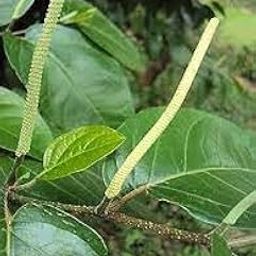 Colubrinum- VENUS-ONLINE 1 healty Live Plant Wild Thippalli, brazilian Colubrinum, Piper colubrinum plant stem size 40cms suitable for black pepper grafting-image-4