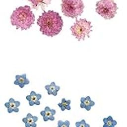 ARTISOUL® 20Pcs Pressed Dried Flower Dry Leaves for DIY Crafts Bookmark Cards Making | Home Decor | Floral Decor-image-69