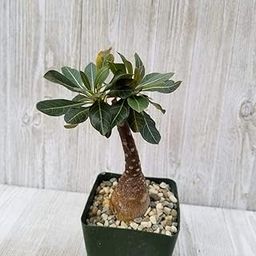 Creative Farmer Bonsai Live Plant 35 Inch Adenium Socotranum Desert Rose Cactus Cacti Succulent Real Great Exotic (1 Live Bonsai Plant) E-image-83