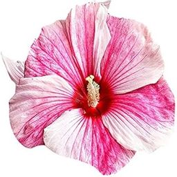 Nema Hibiscus Flower Seeds - Pink and White - 100 Pcs-image-94