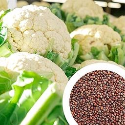 GROW DELIGHT Cauliflower (Phool Gobhi) (100 Seeds) Vegetable Seeds for Home Garden, Organic & Hybrid, Perfect for Home Gardening, Planting For Pots and Patio-image-91