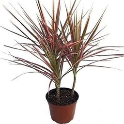 UVAWAS Spider Plant – Red Variant (Moses in the Cradle/Oysterplant/Boatlily), Indoor Air-Purifying Live Plant for Home & Terrace Gardening (Pack of 1)-image-6