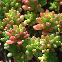 Greenursery Colorfull Jelly Bean Succulent Sedum Rubrotinctum Red Tip Succulent Plant with Small Pot for Home & Office Decor (1)-image-12