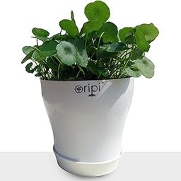 Oripi Lucky Coin Money Plant | Coin Patta | with 6-Inch Premium Plastic Pot - Easy Care, Air-Purifying Indoor Plant for Home and Office Decor-image-9