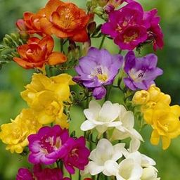 Radha Krishna Agriculture Freesia Mix Color Fragrant Flower Bulbs Perennial Blooming Double Mixed Indoors & Outdoors (2 PCS) of Freesia Bulbs-image-18