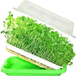 Woodonick Seedling Tray with Lid and Drain Hole, Hydroponics Tray with Cover for Seed Germination, Microgreen and Herbs, Soil Free Seedling Tray (Pack of 2PCs)-picture-6