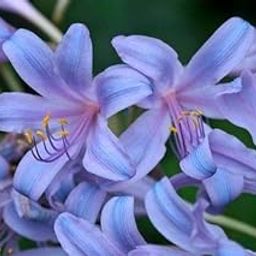 Radha Krishna Agriculture Nerine Lily Jambo Summer Season Flower Bulbs For Home Gardening Blue Color | Pack of 2 Nerine Lily Flower Bulbs-image-35