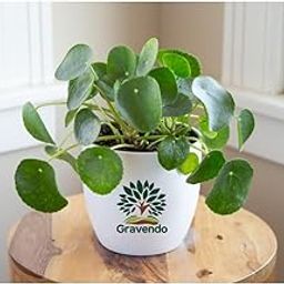 Gravendo Pilea Peperomioides Chinese Money Plant – Live Indoor Houseplant | Low Maintenance Lucky Coin Plant | Pet-Friendly Home Decor | Easy Care Houseplant with Round Leaves | Perfect for Office-image-17