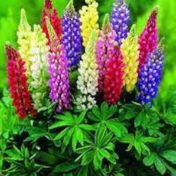 Lupin Seeds For Garden pack of 50 seeds-image-31
