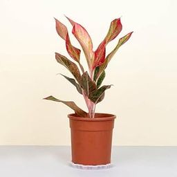 Plantorish_Aglaonema (Lipstick Single Stem) Natural Live Indoor Plant | Healthy Live Plant | For Home, Office, Livingroom, Bedroom, Garden Décor (Pack of 1)_F10-image-82