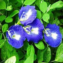 Garden Art Blue aparajita flower live plant, live plant for blue aparajita, plant sapling-image-17