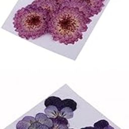 THE STYLE SUTRA 22 Pieces Dried Pressed Flowers Daisy Pansy for DIY Scrapbooking Art Craft-image-67