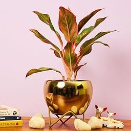 Modern Golden Glossy Metal Planter With Gold Finish Stand (Pot Dia: 5.9 Inch), For Indoor & Outdoor Plants, Home & Office Decor, Table Top (Golden Pot With Stand)-image-33