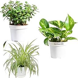 GOOD HOMES INDIA pack of 3 Money Plant & Spider Plant & Jade Plant | Good Luck Plant | Indoor Live Plant | Office Desk Balcony | Indoor Plants For Living Room | Indoor Plants With Pots-image-16