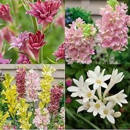 ZENEBULAA - Fresh Hybrid Rajnigandha Bulbs Live (seed) Pack Of - 5 Multicolour Italian Rare Variety-image-53