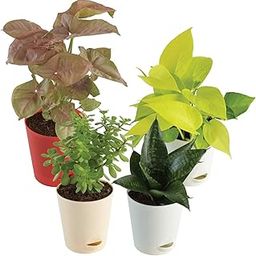 Ugaoo Indoor Plants for Home with Pot- Money Plant Golden, Jade Mini, Sanseveria Green, Syngonium Pink-image-42