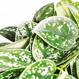 generic Greenwise Money Plant (Satin Money Plant)-picture-10