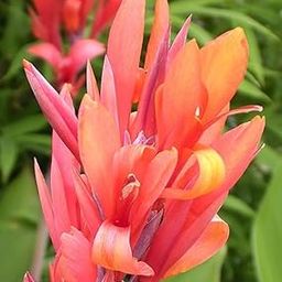 Crown Gallary Canna Lily Multicolor Imported Flower Bulbs (Pack Of 1 Bulbs)-image-58