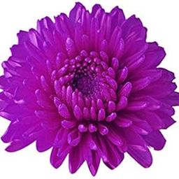 Nema Miracle Daisy Chrysanthemum Seeds - Purple - 100 Pcs-image-28