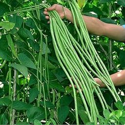 Yard long bean/Barbati seeds | 38 seeds per pack-image-60