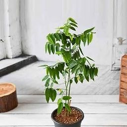 S. D ENTERPRISE Organic Healthy Green Multivitamin Live Plant-image-15