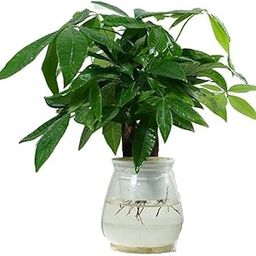 money plant for home decoration Lifestyle Stuff Live Pachira Plant Money Tree | Money plant | Natural Live Indoor Plant | Air Purifying plant | Easy Care | Lucky plant | Indoor & Outdoor Decoration-image-33