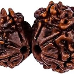 Gauri Shankar Rudraksha Original Certified Nepal 9 Mukhi Nepali Rudrakshas Brown Bead Naturally Joined गौरी शंकर रुद्राक्ष Original Nepal Gori Shankar Rudrakshaa Nau Mukhi For Men & Women By IRIS GEMS-7